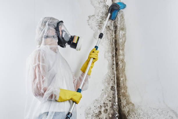 Certified Mold Removal in Mango, FL
