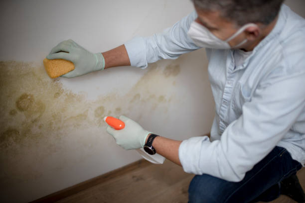 Best Certified Mold Removal  in Mango, FL