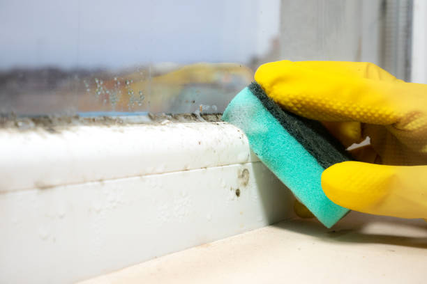 Best Office Mold Removal Services  in Mango, FL