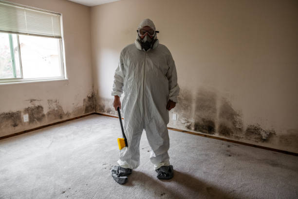 Best Attic Mold Removal  in Mango, FL