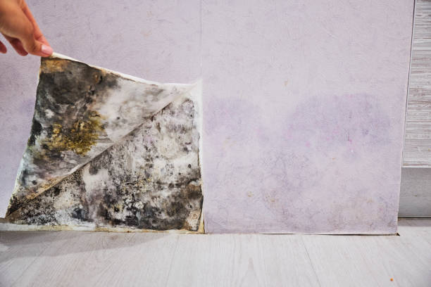 Best Local Mold Removal Service  in Mango, FL